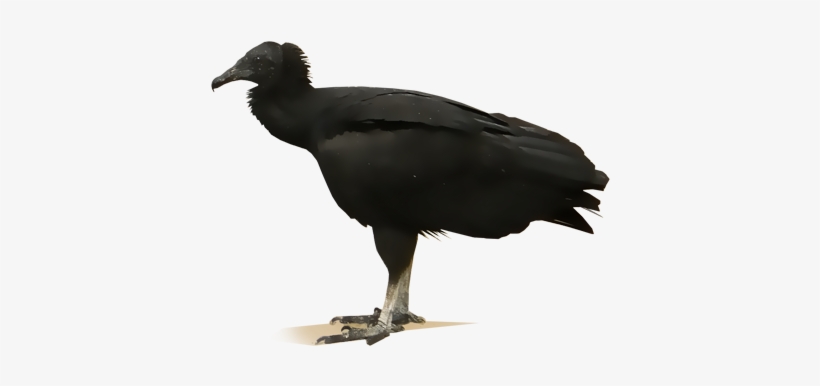 American Black Vulture - American Crow, transparent png #2282441