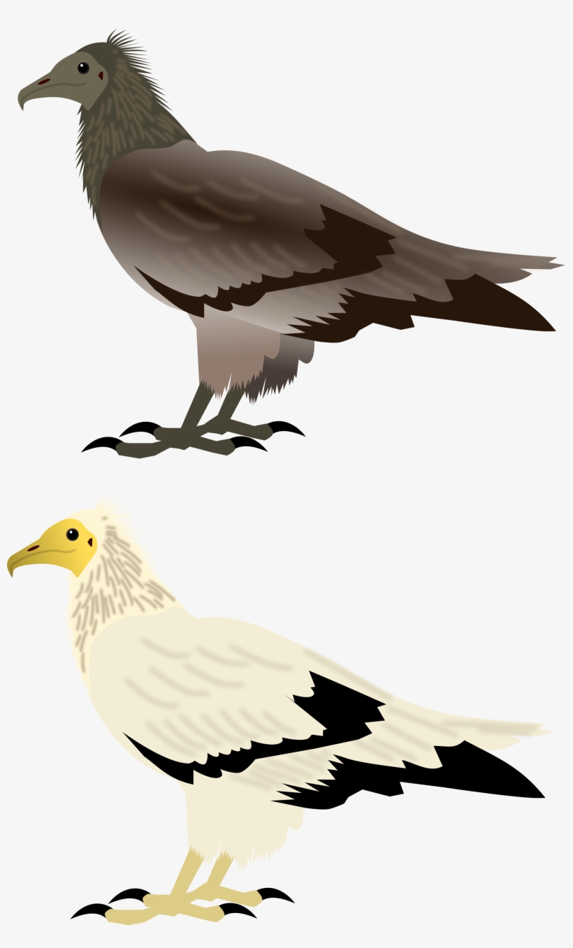 Open - Egyptian Vulture, transparent png #2282463