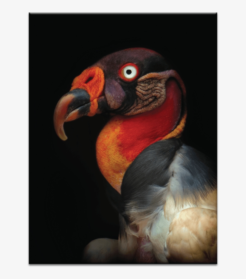 King Vulture - Oiseaux Toile Muraleking Vulture - Sarcoramphus Papa, transparent png #2282503
