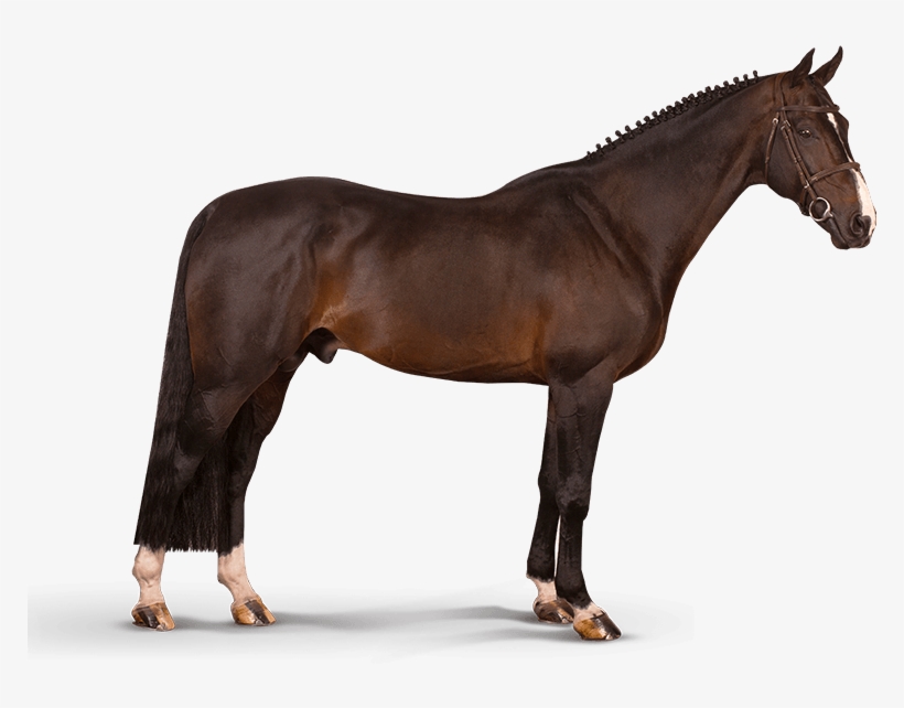 Iceman De Muze - Horse, transparent png #2282966