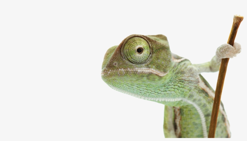 Biology - Reptile's View Of The World (pet Perspectives), transparent png #2286666