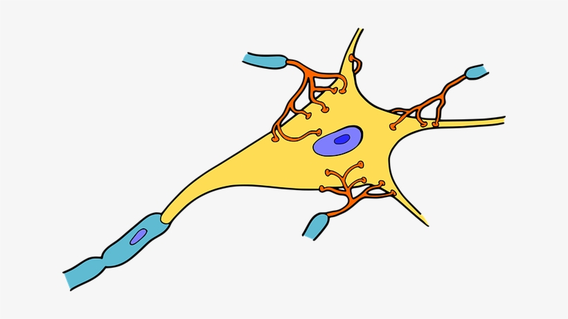 Biology Tutoring - Neuron Png, transparent png #2286754