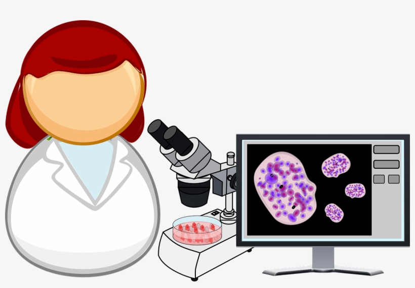 And Tissue Free Commercial Cellular Biology Clipart Free