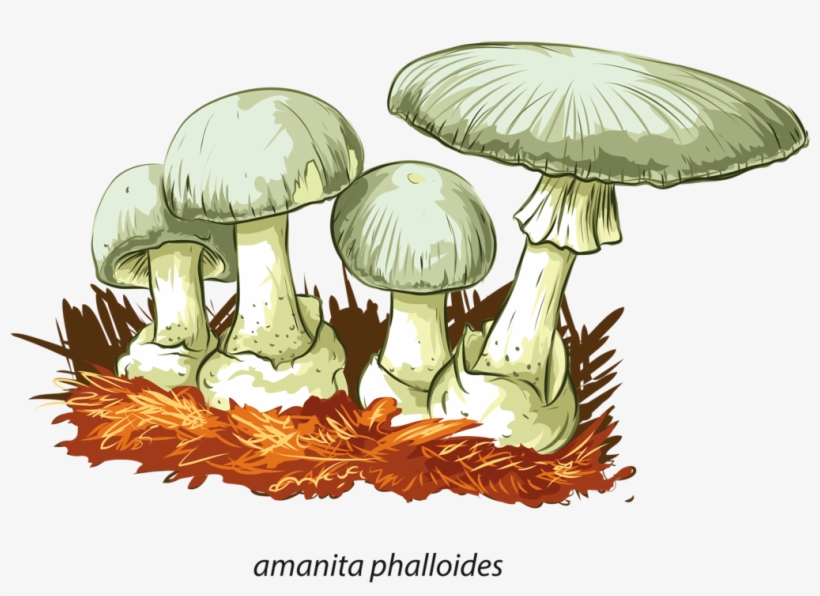 Album - Poisonous Mushrooms, transparent png #2287280