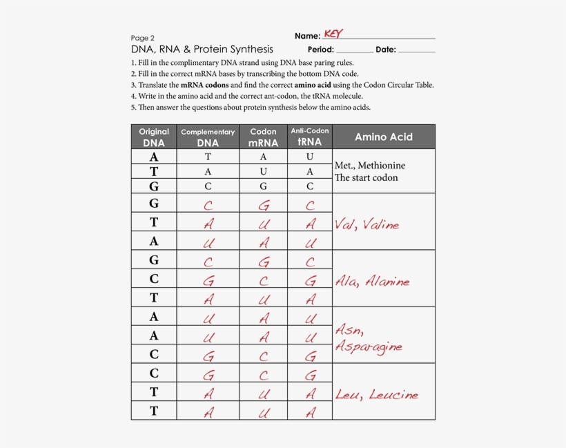 Protein Synthesis Worksheet Exercises Key - Protein Synthesis And Amino Acid Answer Key, transparent png #2287367