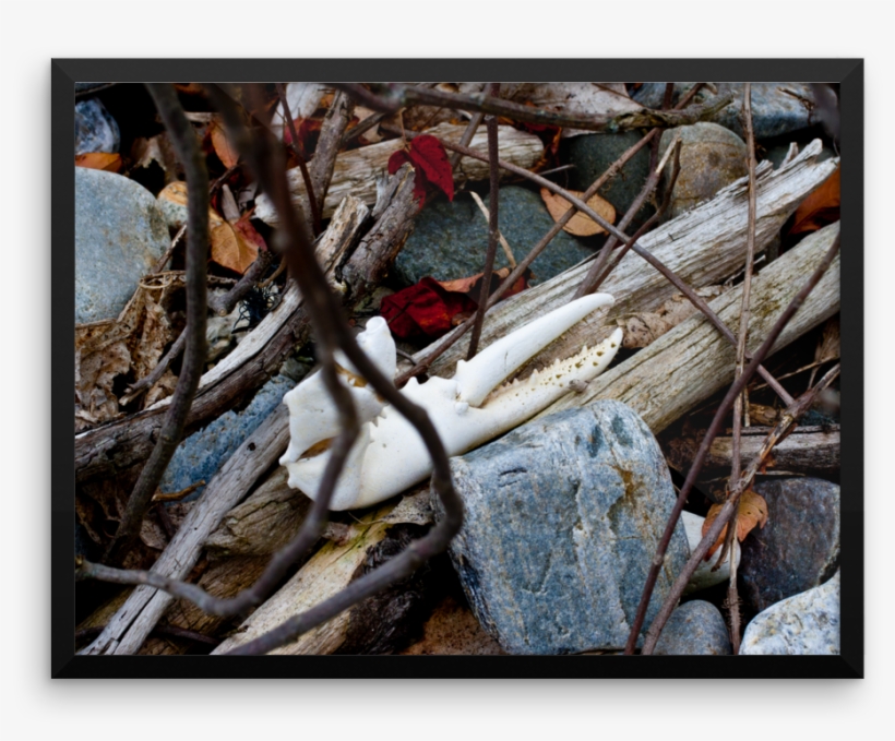 Sunbleached Lobster Claw Coastline Driftwood - Driftwood, transparent png #2288274