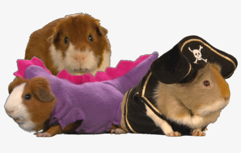 Guinea-pigs - Stripe South Park, transparent png #2289671