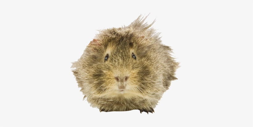 Why Choose A Guinea Pig To Be The Star Of Your Ecard - Guinea Pig, transparent png #2289694