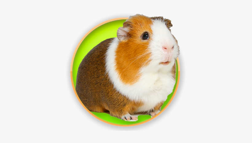 Guinea Pig, transparent png #2289720