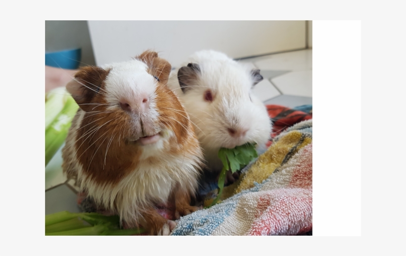 Photo Of Forrest And Wilson - Guinea Pig, transparent png #2289900
