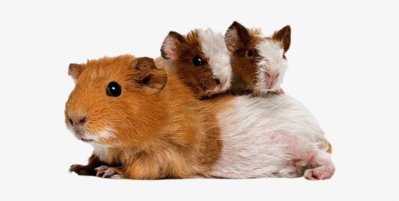 The Natural Diet Of A Guinea Pig Or Rabbit) - Guinea Pig Dog Cat Horse, transparent png #2290236