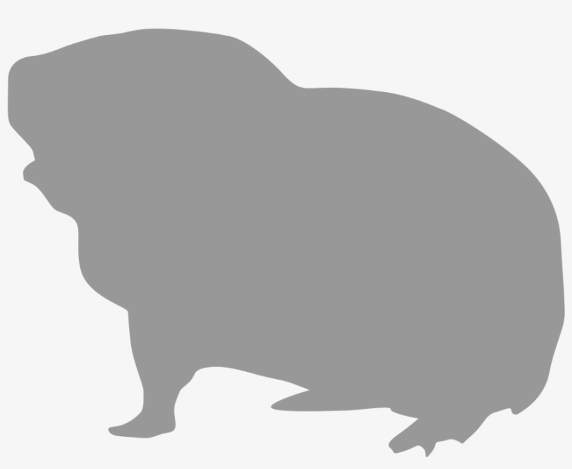 Guinea Pig - Pet, transparent png #2290317