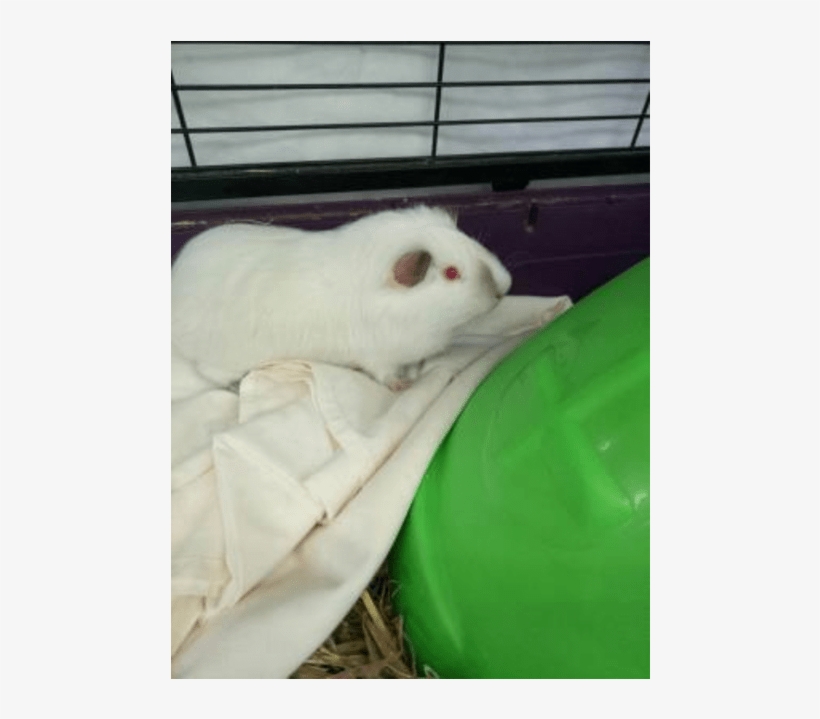 Photo Of Prompto - Hamster, transparent png #2290362