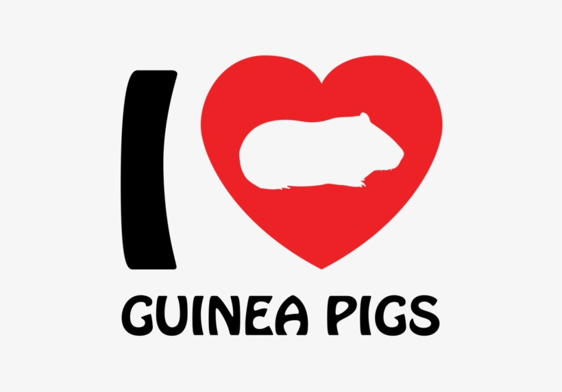 Love Guinea Pigs - Guinea Pig Shirt, transparent png #2290455