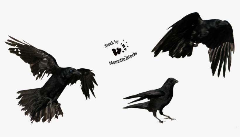 Favourites By Badapple409 On Clipart Library - Flying Crow Png, transparent png #2292824