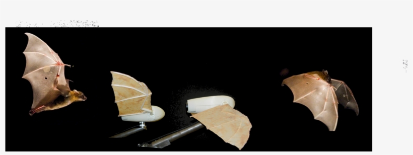 The Robotic Bat Wing - Bat Wings In Motion, transparent png #2294079