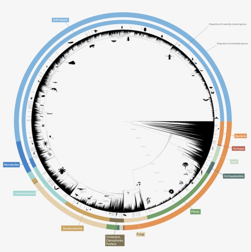 About - Open Tree Of Life, transparent png #2294415