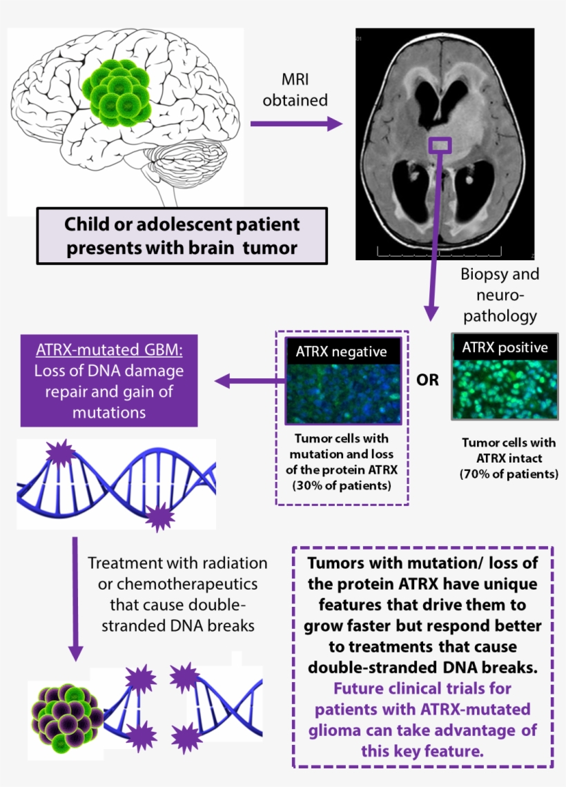 Learn More About Pediatric Brain Cancer Treatment At - Genetics By Burton S. Guttman, transparent png #2294728