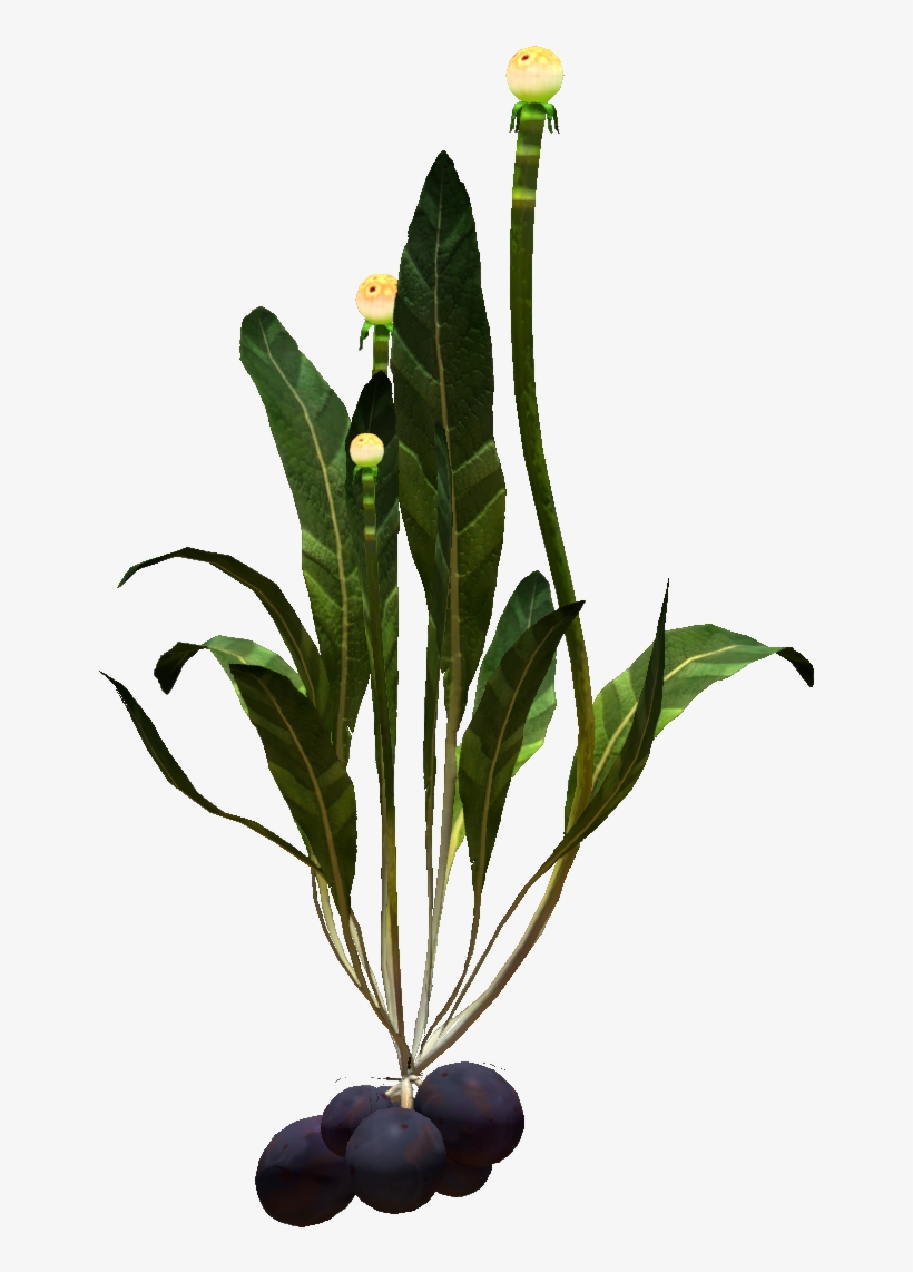 Chinese Potato Plant, transparent png #2296065