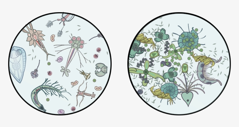 Png Royalty Free Library Have Some Fake By Deskleaves - Transparent Phytoplankton Clipart, transparent png #2296297
