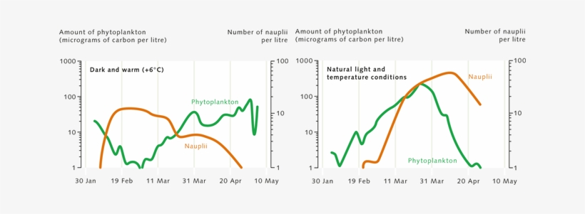 5 > Phytoplankton Reproduction Normally Begins With - Plankton And Climate Change, transparent png #2296499