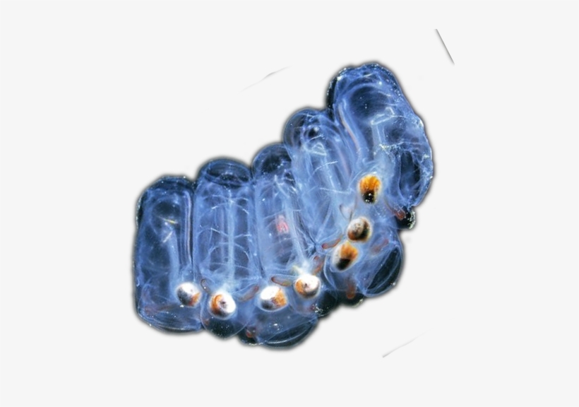 Salps - Salps Png, transparent png #2296529