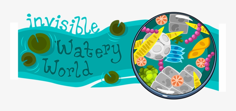 Invisible Water World Illustration Showing Microorganisms - Plankton, transparent png #2296601