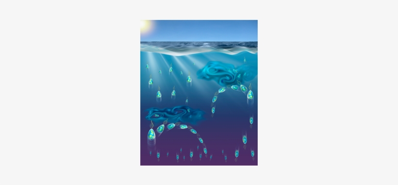 Phytoplankton Can Actively Diversify Their Migration - Turbulent Plankton, transparent png #2296625