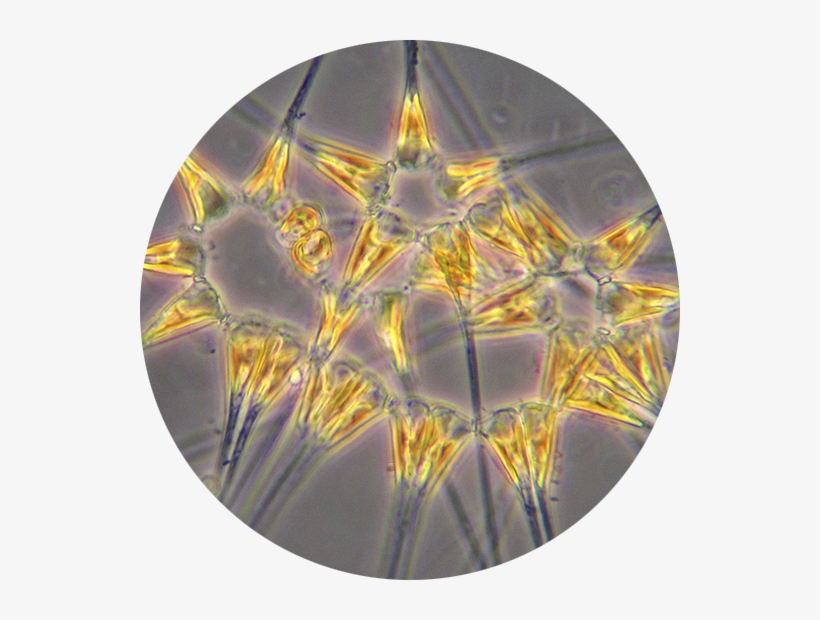 Asterionellopsis Chaetoceros Concavicornis - Asterionellopsis Glacialis, transparent png #2296669