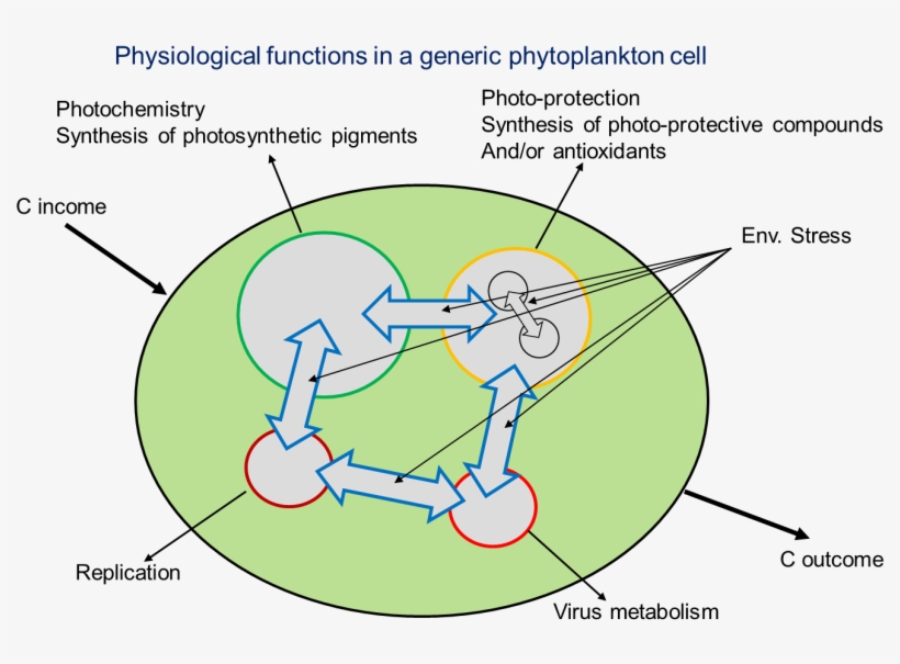 Diagram Showing The Sections Of A Phytoplankton Cell - Cell, transparent png #2297110