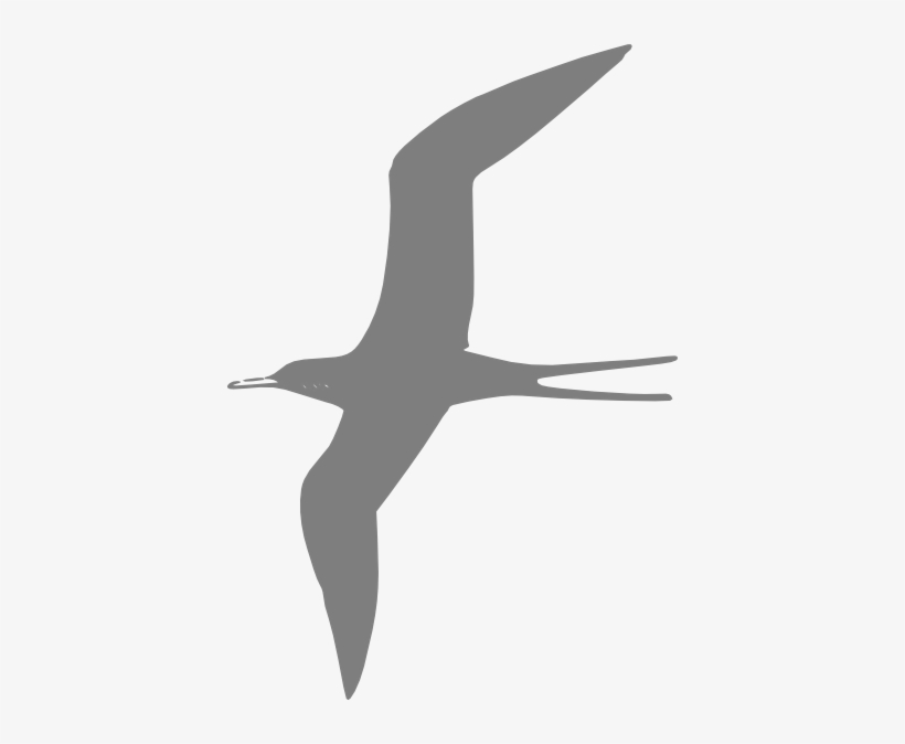 Sea Bird Clipart Bird Fly - Grey Bird Clip Art, transparent png #230220