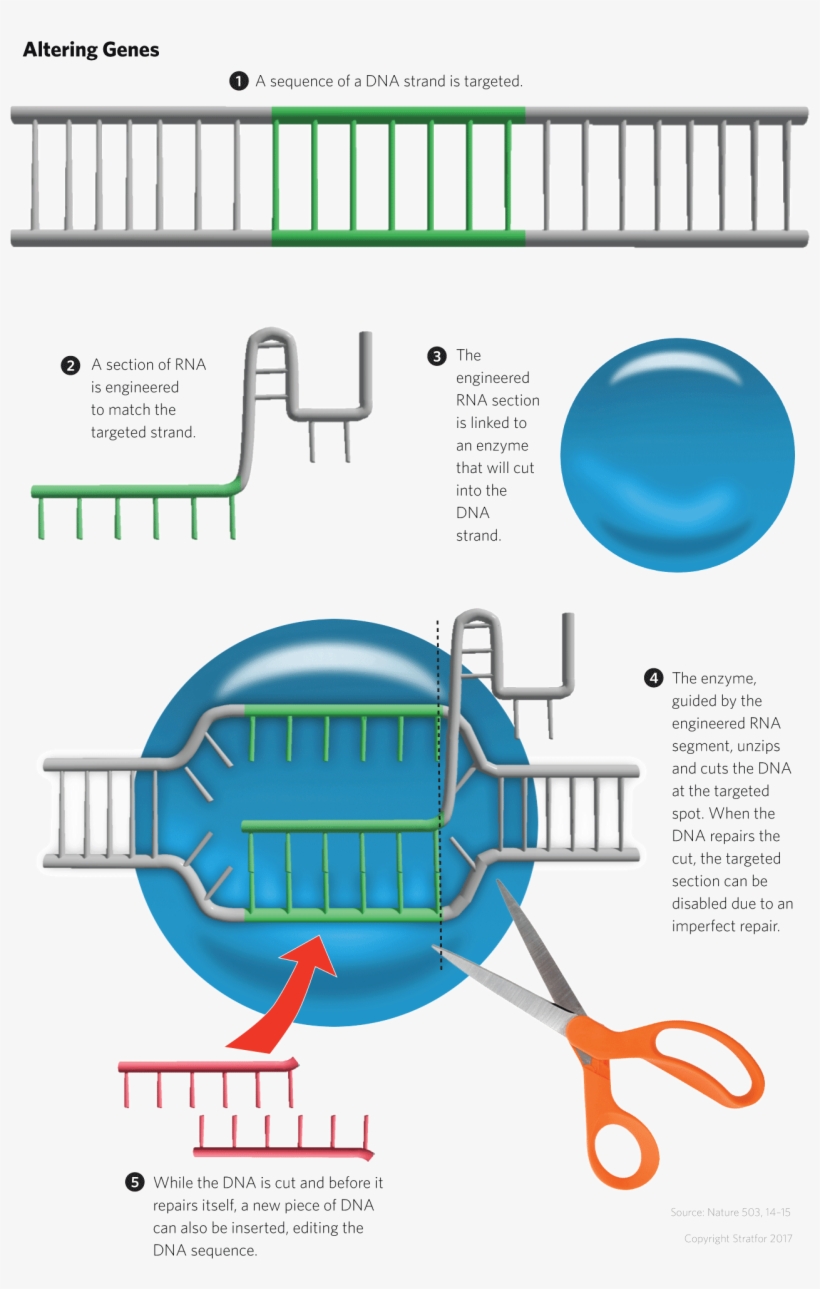 The Genetically Modified World Order - Crispr, transparent png #230459