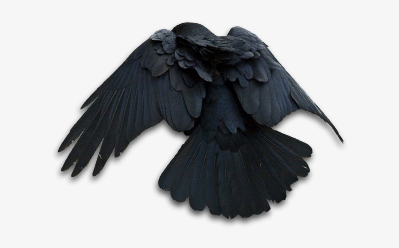 Raven Png - Art, transparent png #230771