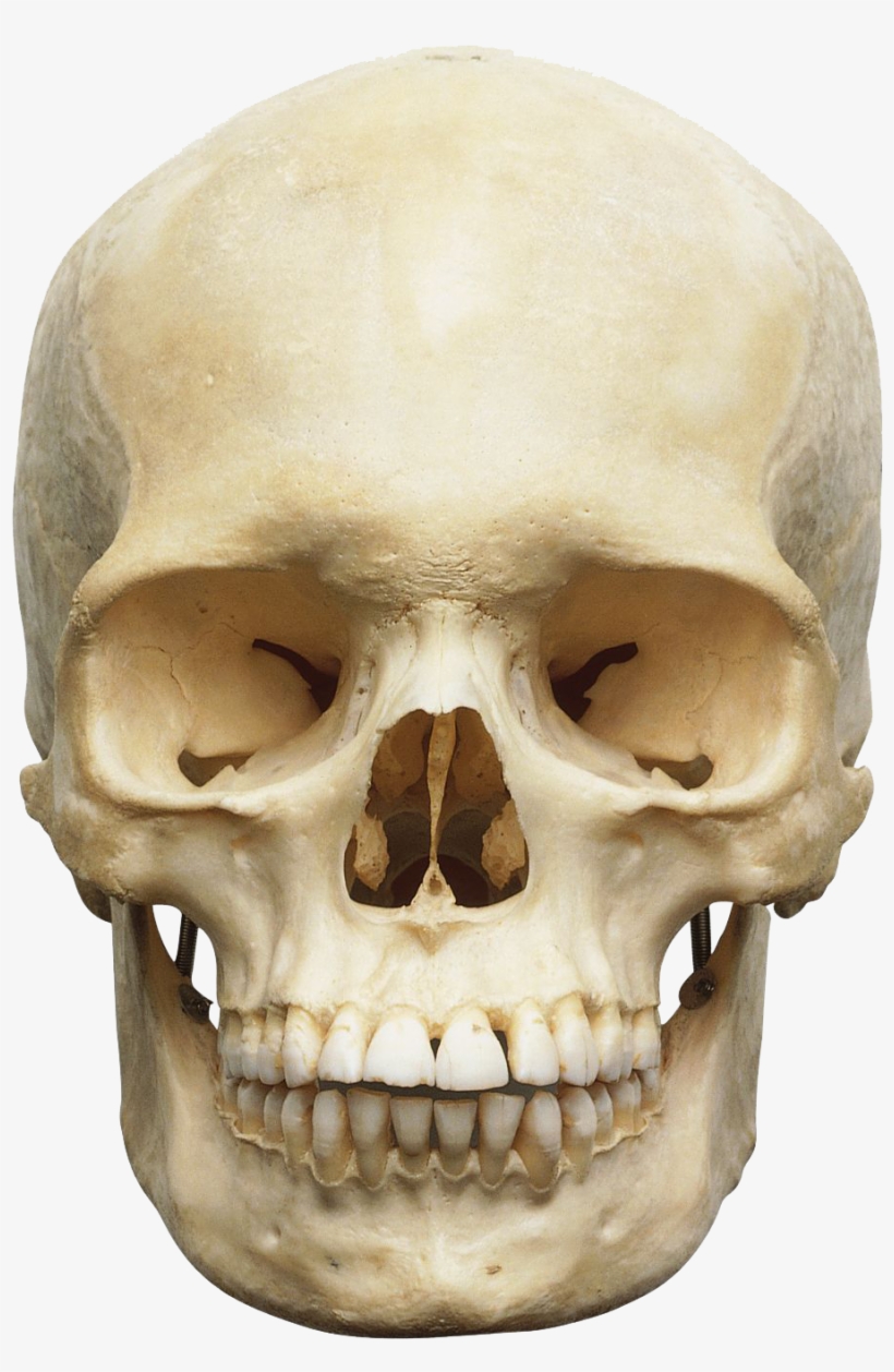 Find Out More About The Anatomy Of The Human Skull - Skull Of Human Body, transparent png #230860
