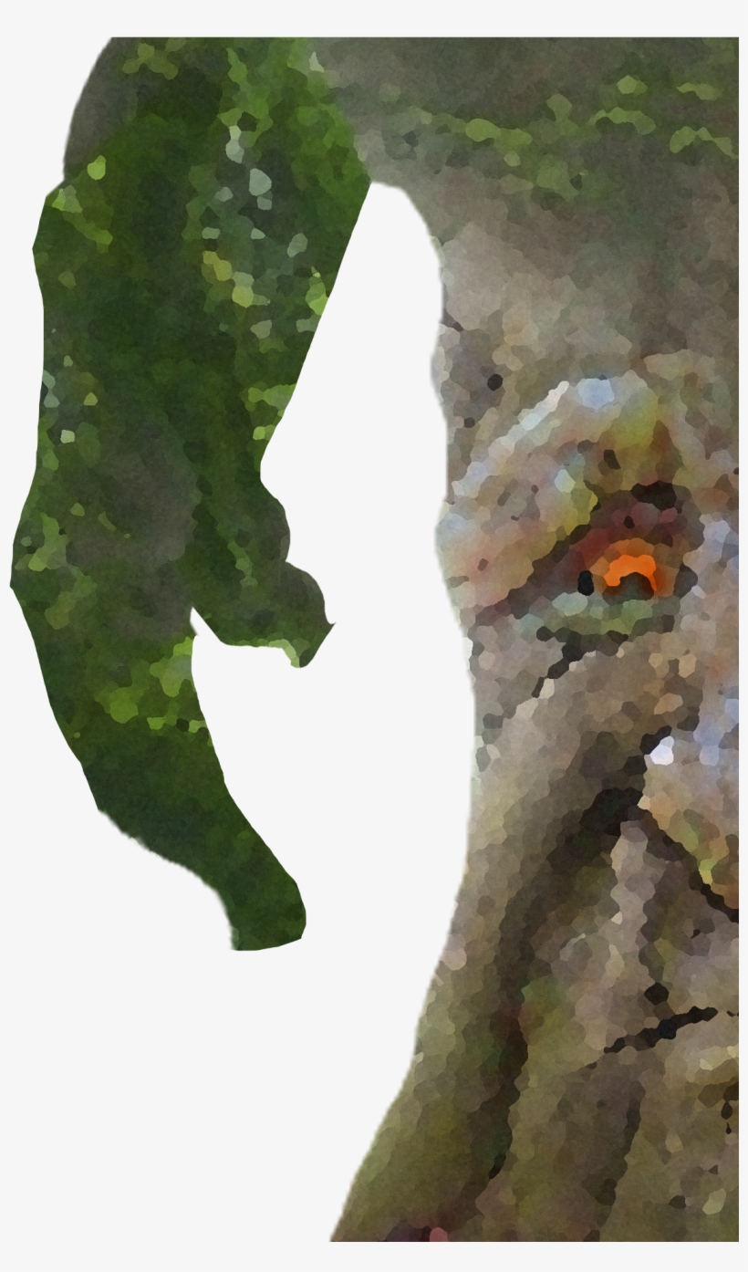 View Samegoogleiqdbsaucenao 1500505416643 , - Swamp Birch, transparent png #231152
