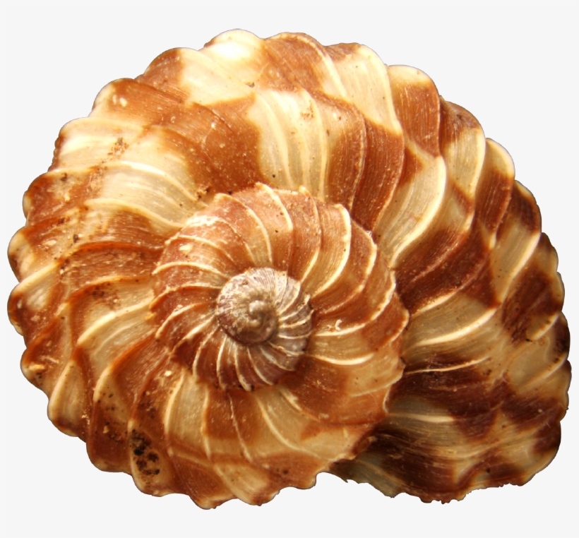 Seashells Png Clipart - Imagens De Concha Do Mar Em Png, transparent png #231270