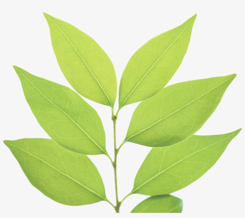 Png Green Leaves Green Leaf Png - Coca Leaves With Clear Background, transparent png #231770