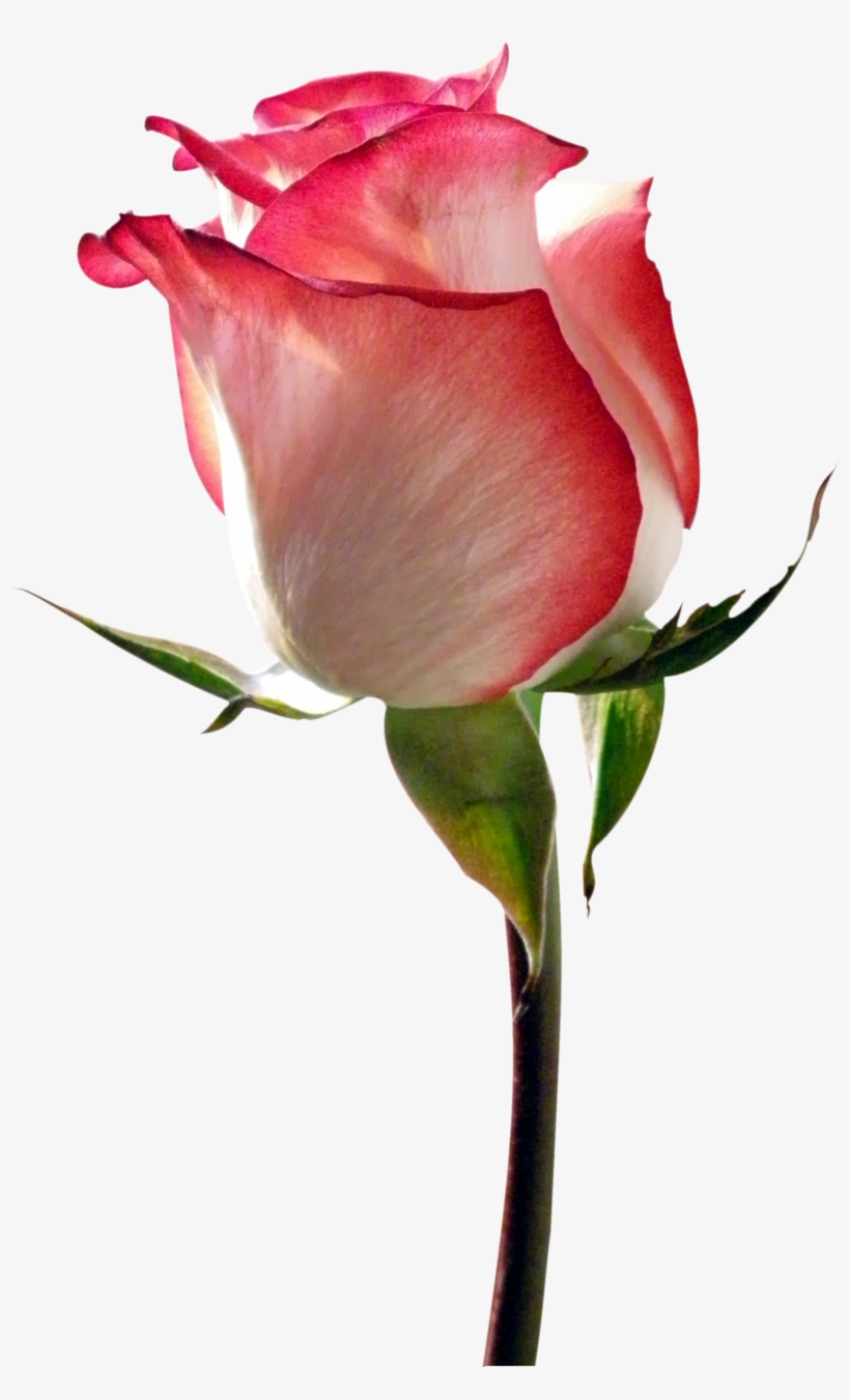 Don Romantique, Fichier Png - Fleur Format Png, transparent png #232002