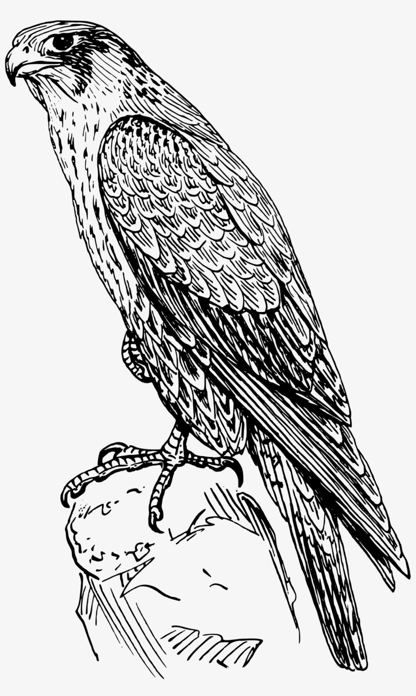 Falcon Clipart Hawk - Peregrine Falcon Black And White, transparent png #232239