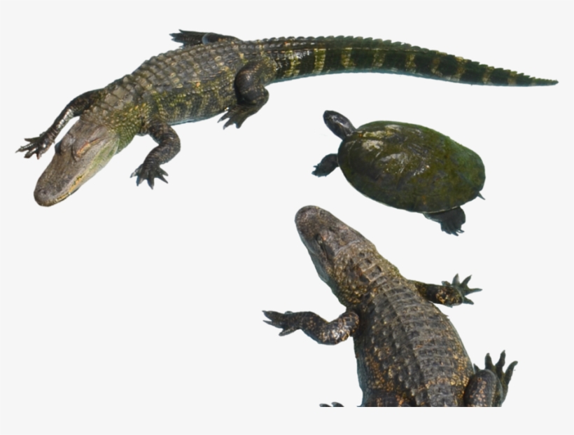 Download Alligator Png Clipart 001 For Designing Work - Clip Art, transparent png #232745