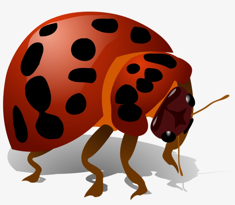 Ladybug Bug Insect Red Ladybird Transparent Image - Bug Clip Art, transparent png #233618
