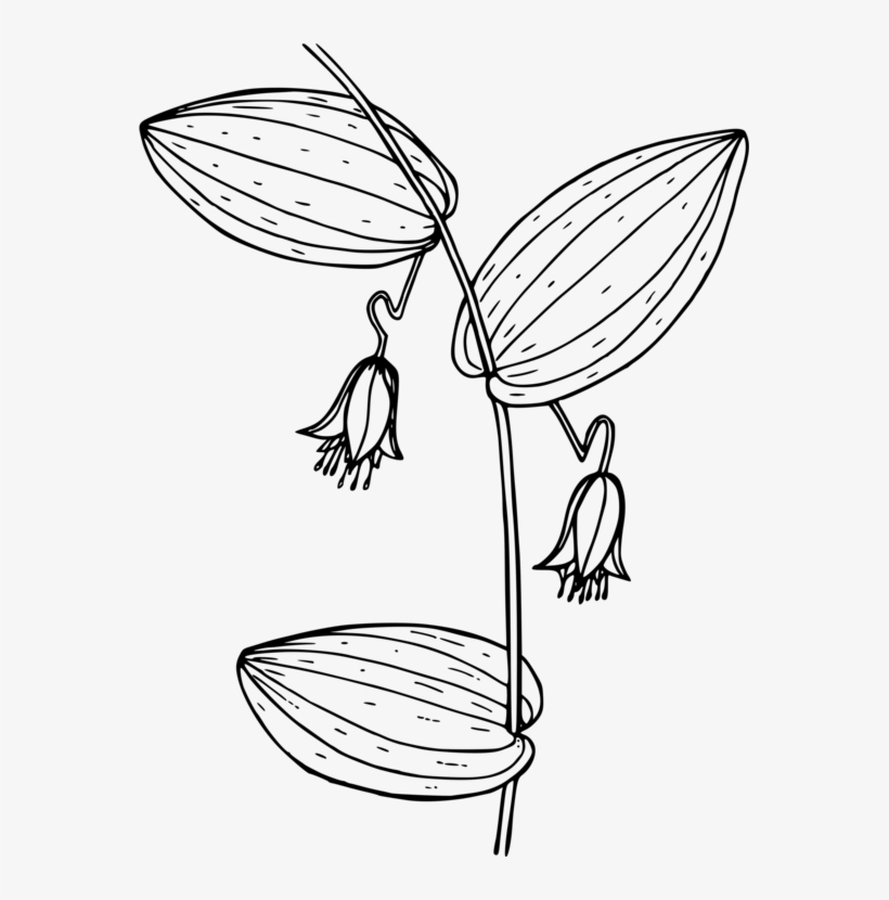 Png Freeuse Stock Berry Drawing - Watermelon Berry, transparent png #233665