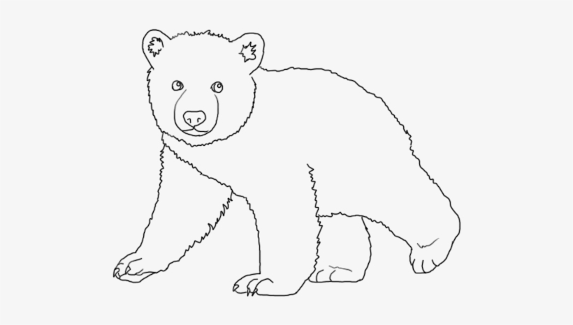 Bear Cub Sketches Images - Cub Bear Drawing, transparent png #233877