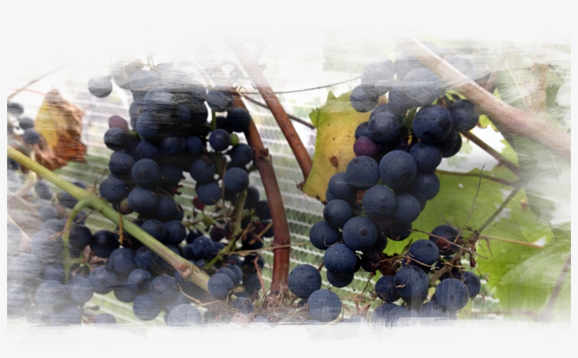 Red Wine Fermentation Is Done With Crushed Grapes - Seedless Fruit, transparent png #234689