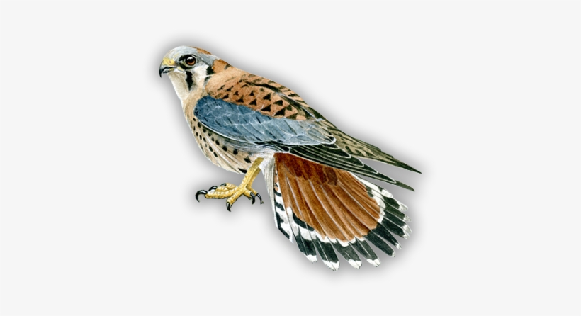Bird Art - Art, transparent png #234961