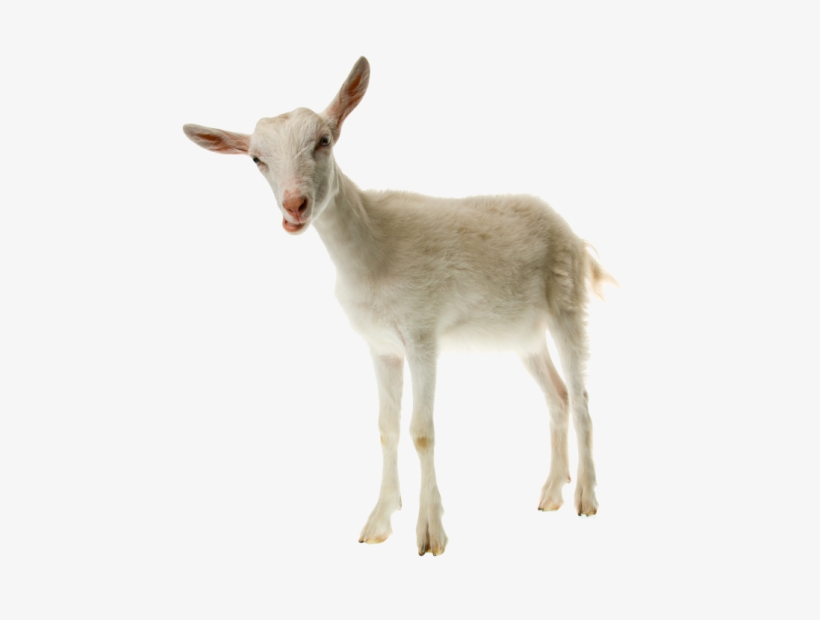 This Goat Is A Ninja - Goat Milk Png, transparent png #235302