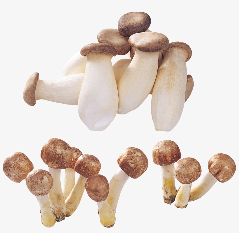 Mushroom, transparent png #235925