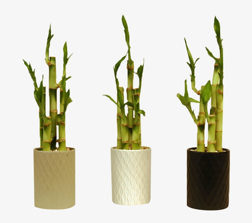 Go To Image - Bamboo, transparent png #236021