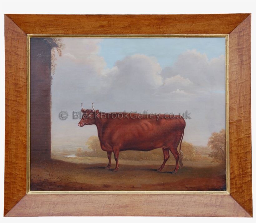 Prize Devon Cow - Cattle, transparent png #236274