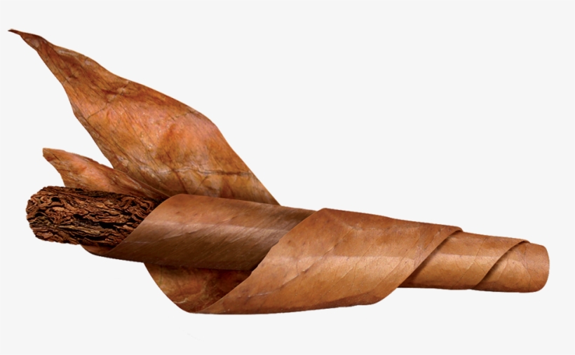 200 Cigars Rolled Per Day - Filler Cigars, transparent png #236771